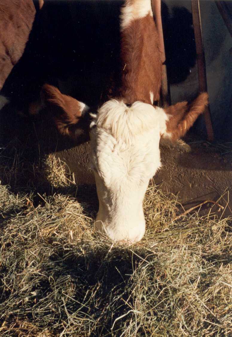 Vache