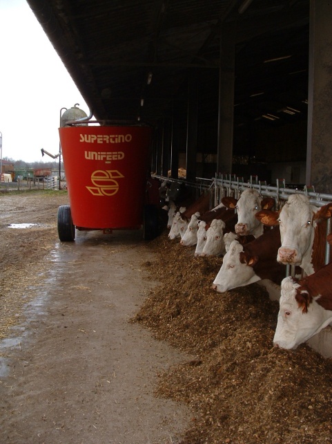 vaches